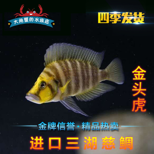 【冲冠特惠】三湖慈鲷 坦鲷 金头虎 金头珍珠虎  野生F1 活体