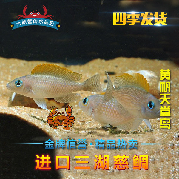 台系进口三湖慈鲷 坦鲷 卷贝 黄帆天堂鸟 热带鱼观赏鱼