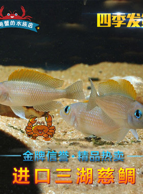 台系坦鲷卷贝黄帆天堂鸟热带鱼