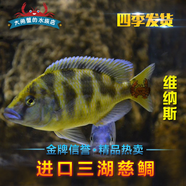 台系进口三湖慈鲷坦鲷维纳斯奶牛