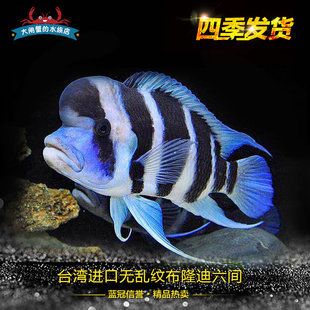 台湾进口六间鱼布隆迪三湖慈鲷坦鲷布隆迪六间鱼热带鱼观赏鱼