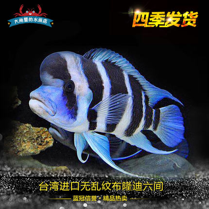 台湾进口六间鱼布隆迪三湖慈鲷坦鲷布隆迪六间鱼热带鱼观赏鱼