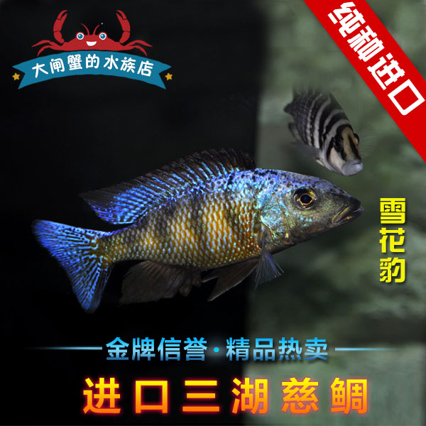 台系非洲大马雪花热带鱼三湖慈鲷