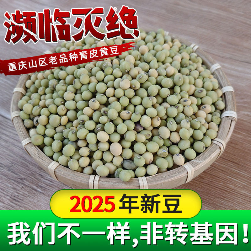 农家自种土黄豆生发豆芽打豆浆重庆四川本地老品种青绿皮种子2025