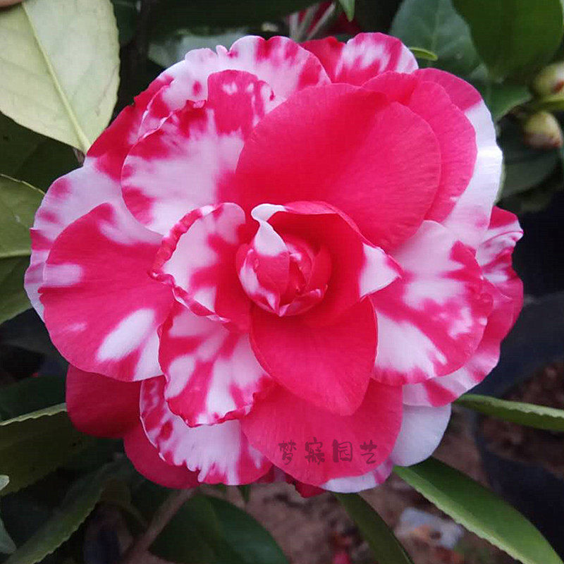 福建精品青叶贝拉大玫瑰盆栽茶花苗绿植室内阳台净化空气包邮大花