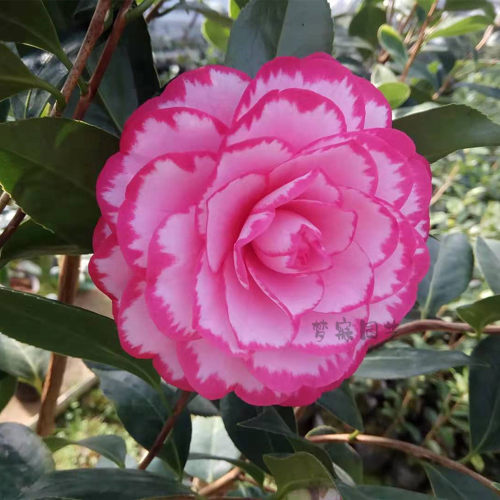 茶花阳台长势旺盛冬季锦上添花
