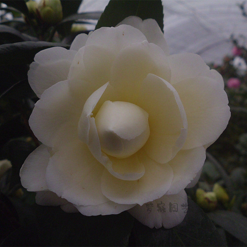 福建精品 黄达 盆栽茶花树苗  庭院室内绿植阳台净化空气山茶包邮