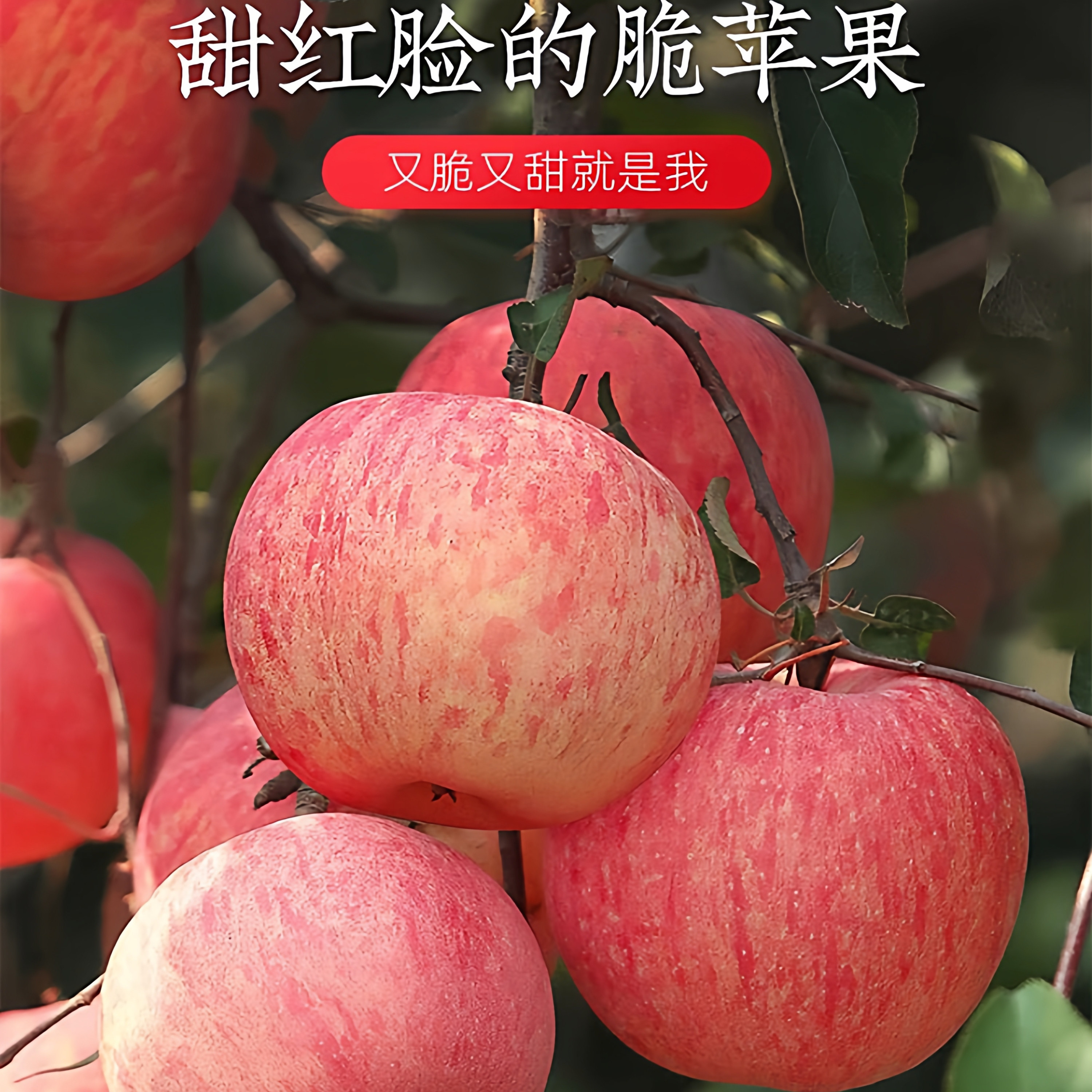 山东烟台红富士苹果新鲜水果冰糖心霜降甜脆多汁香甜农家现摘,水产肉类/新鲜蔬果/熟食,苹果,淘宝优惠券,粉丝福利购,淘宝优惠卷