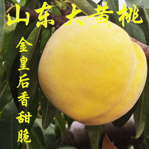 黄桃山东蒙阴香甜金皇后