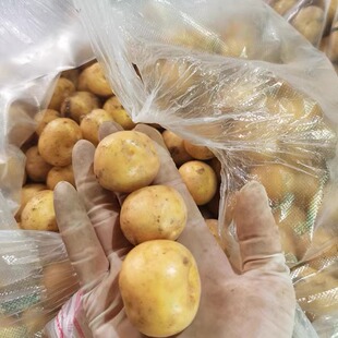 正宗台州高山小土豆一元硬币大小带皮新鲜黄金土豆烘烤蔬菜食材