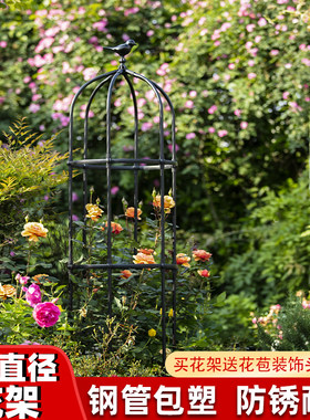 花架月季蔷薇阳台植物户外