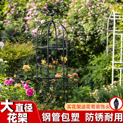 花架月季蔷薇阳台植物户外