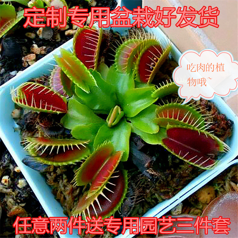 欧文5灾难大师捕蝇草二代德库拉种籽孑母株奸笑维纳斯一株绒球g16|msdalam kategori penghantaran bunga/bunga simulasi/tumbuhan berkebun, bunga/Tumbuh-tumbuhan tumbuh-tumbuhan pasu (baru), tumbuh-tumbuhan hijau - dari Buy2taobao.com untuk memberikan perkhidmatan ejen Taobao profesional membeli