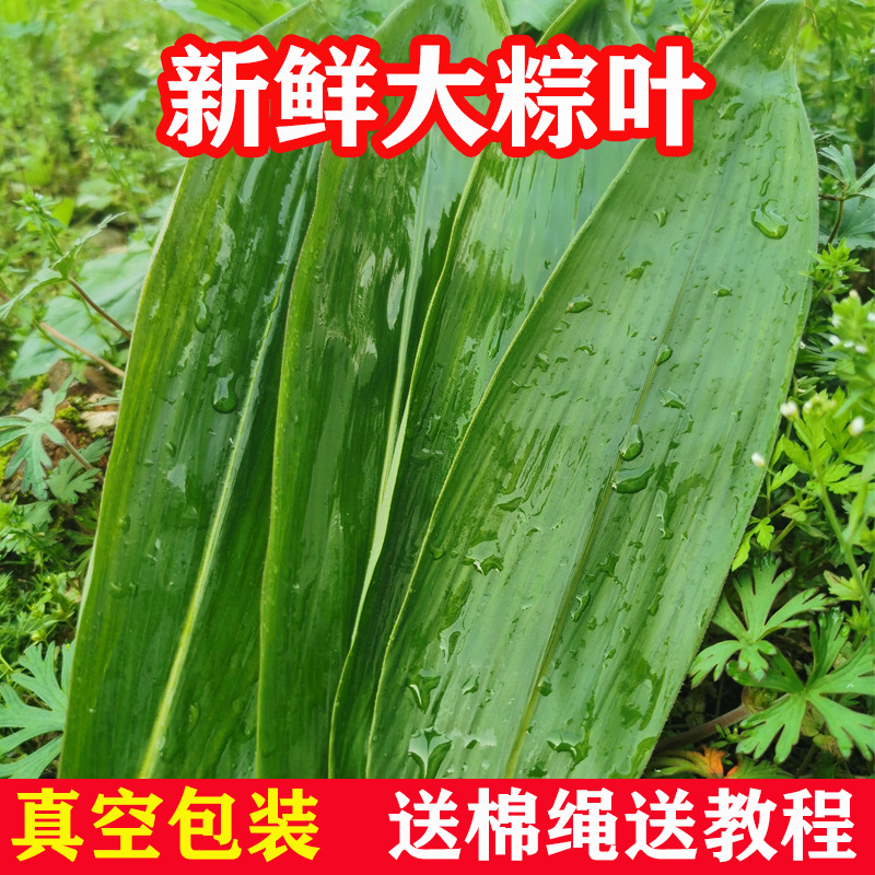 新鲜粽子叶家用竹叶包粽子的粽叶