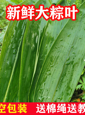 粽叶新鲜粽子叶免邮大号干家用竹叶包粽子的粽叶子特大码棕叶芦苇