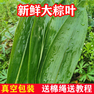 新鲜粽子叶家用竹叶包粽子的粽叶