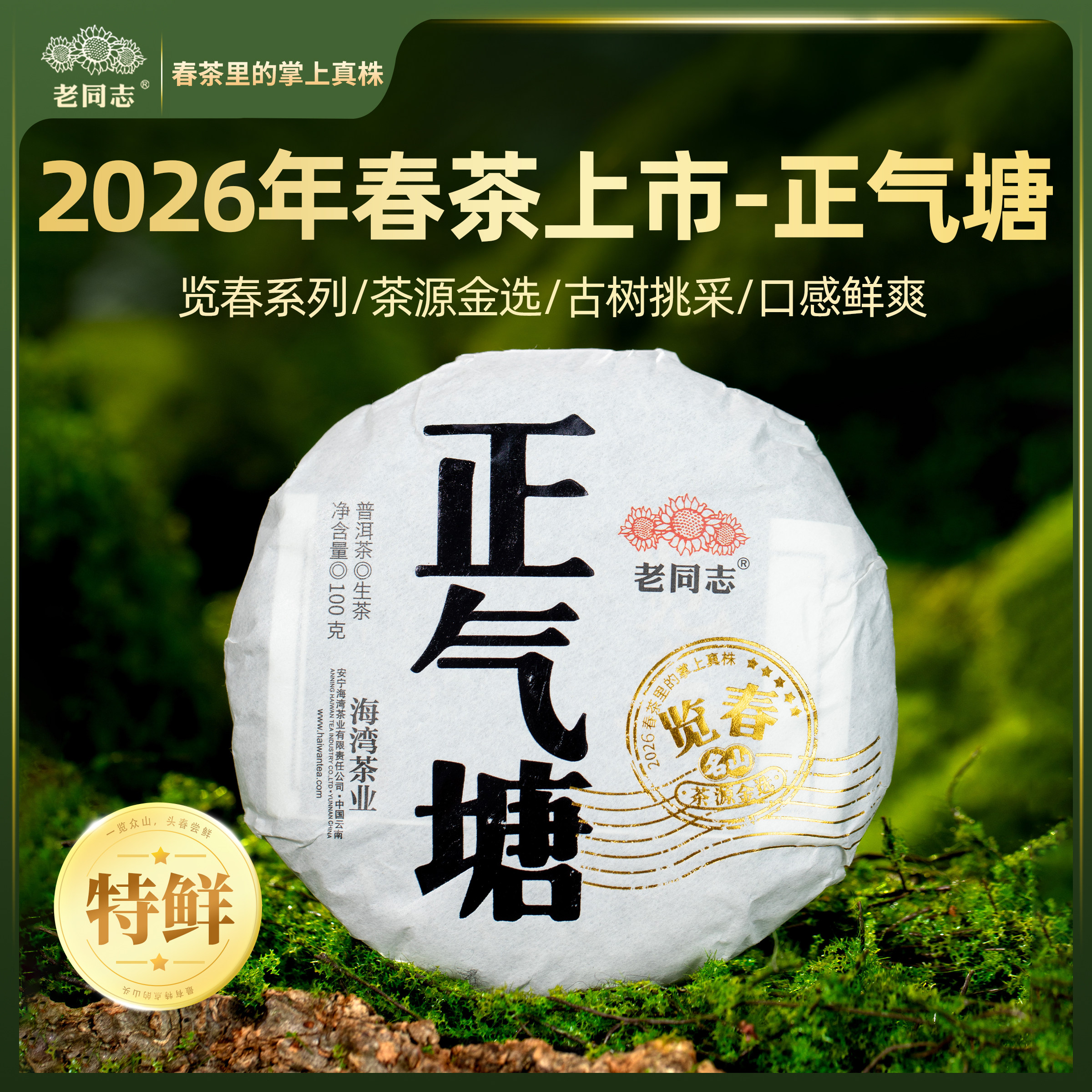 老同志普洱茶春茶【2026览春正气塘】古树生茶饼茶100克 买五送一
