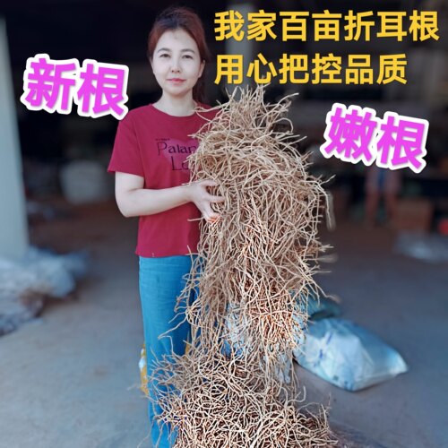 鱼腥草嫩根折耳根新鲜节节根