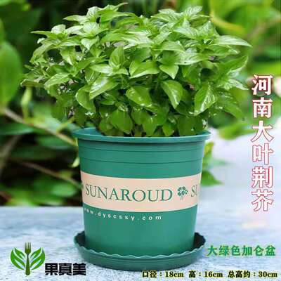 荆芥菜新鲜河南大叶荆芥30-50棵蔬菜苗荊芥盆栽苗 种子现挖现发