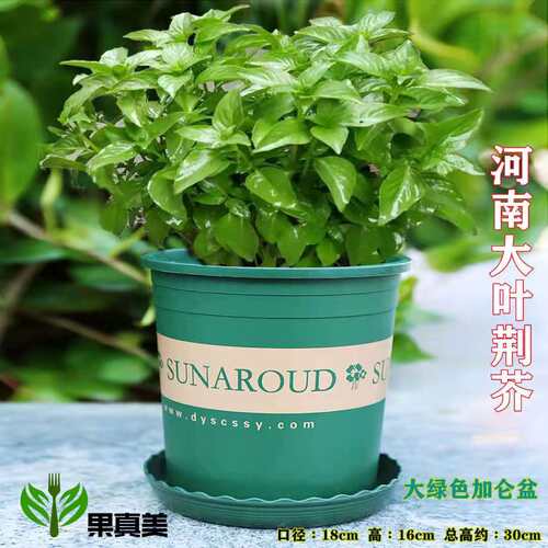 荆芥菜新鲜河南大叶荆芥30-50棵蔬菜苗荊芥盆栽苗 种子现挖现发