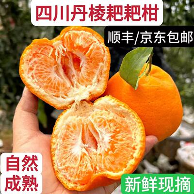 四川正宗耙耙柑新鲜水果当季柑橘