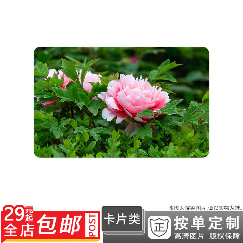 500489393 绽放郁金香粉牡丹白牡丹卡贴双面卡单面卡防晒|msdalam kategori adat peribadi/Design Services/DIY, penyesuaian lain, Produk-produk lain disesuaikan - dari Buy2taobao.com untuk memberikan perkhidmatan ejen Taobao profesional membeli