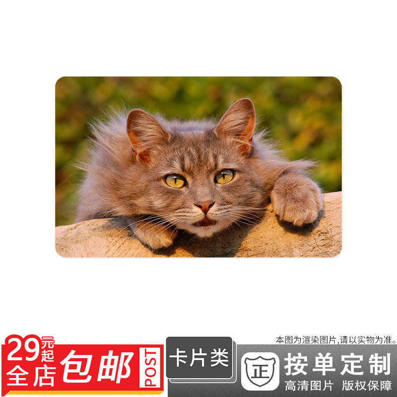 412714 貓貓毛茸茸的寵物國內動物貓圖片卡貼雙面卡單面卡防曬在類目 個性定製/設計服務/DIY, 其它定製, 其它商品定製中 - 來自Buy2taobao.com提供專業的淘寶代購服務