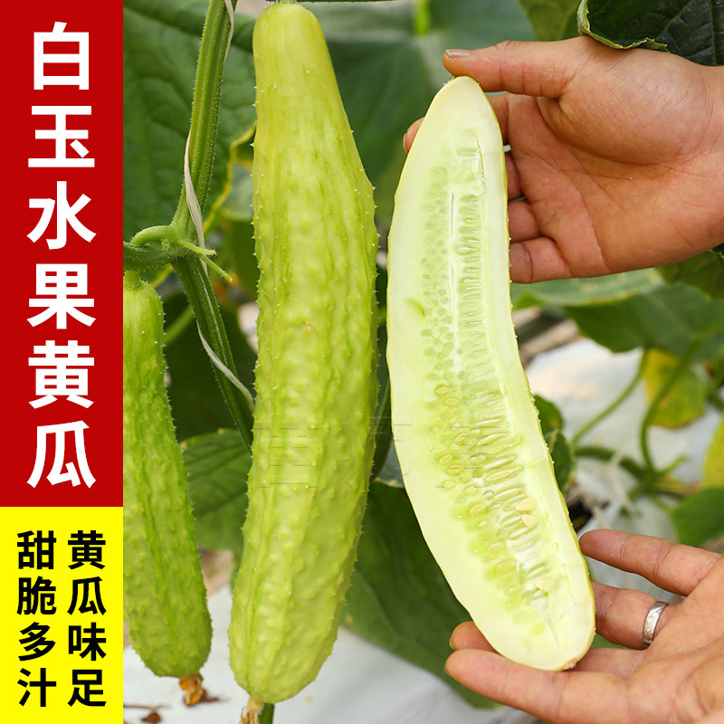 奶油水果黄瓜种子四季阳台盆栽图片