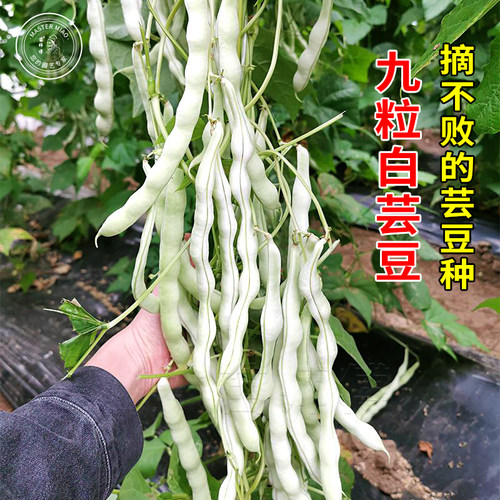 摘不败白不老豆角九粒白芸豆种子九粒红四季豆种籽架豆蔬菜苗孑 - 封面