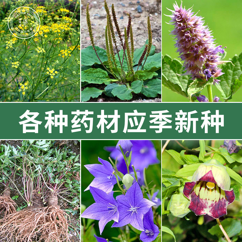 各种应季新中药材种子桔梗当归藿香党参柴胡中草药籽种四季蔬菜孑