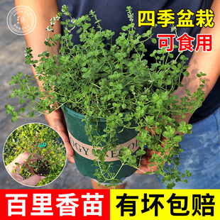 百里香苗花卉植物盆栽百里香盆栽香草花卉绿植西餐配菜作料香草类