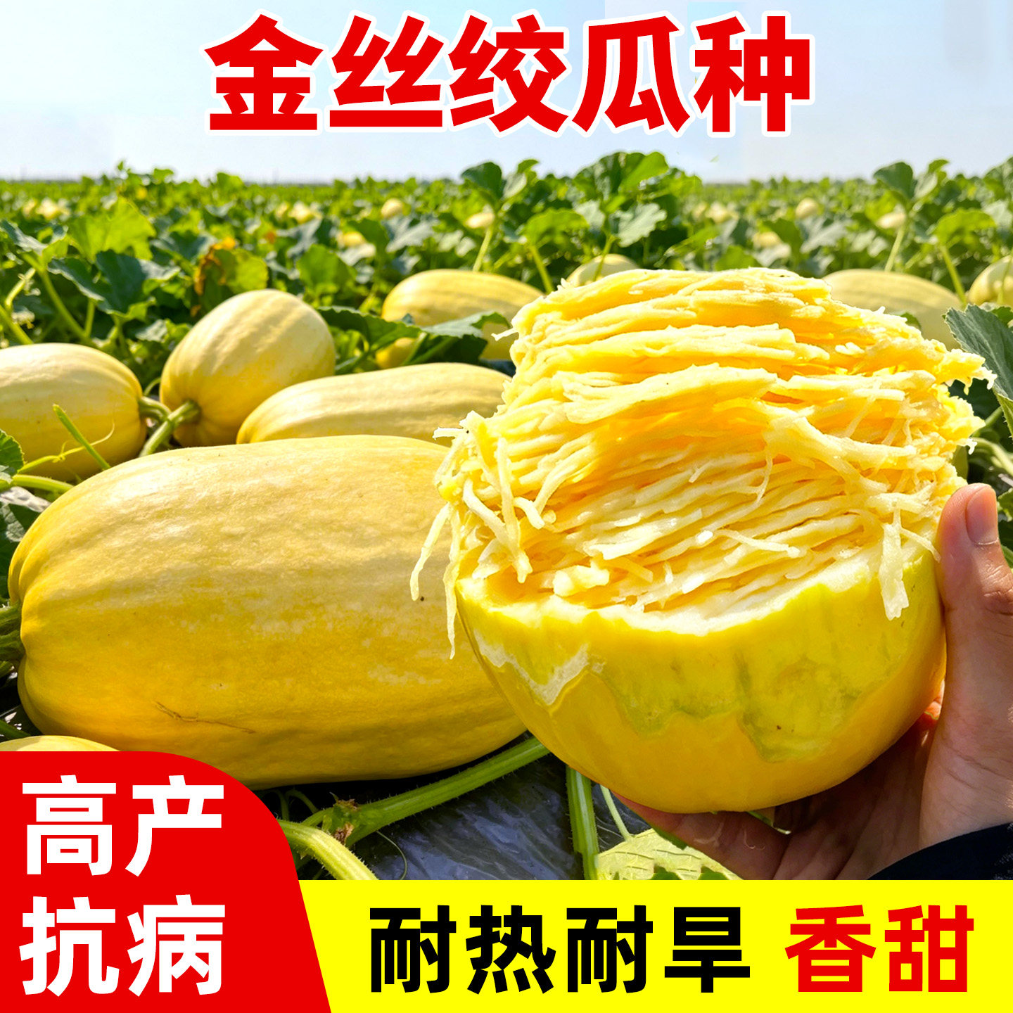 拍砸金丝搅瓜种子茭瓜绞瓜种籽鱼翅瓜角瓜天然粉丝瓜春季蔬菜苗