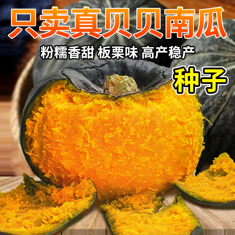 正宗绿黄贝贝小南瓜子种种子籽南瓜苗板栗春季四季蔬菜苗幼苗秧孑