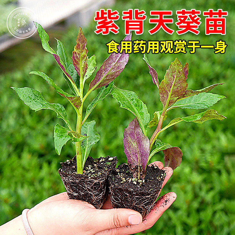 紫背天葵苗紫/红背菜血皮菜种子观音菜阳台四季盆栽蔬菜苗幼苗