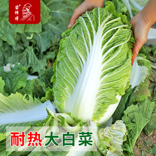 德高耐热早熟夏季种子大白菜