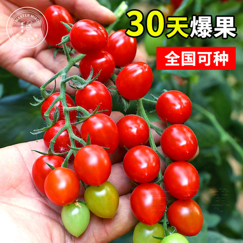 蔬菜农友樱桃小番茄四季圣女果