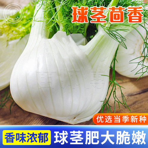 球茎带根四季盆栽苗茴香种子