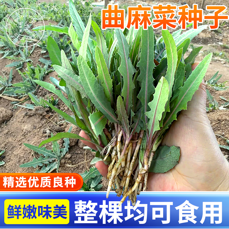 曲麻菜种籽苦菜种子种籽曲曲菜苦麦菜四季盆栽菜籽蔬菜籽种孑秧苗