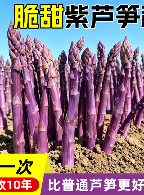 美国鹰牌绿芦笋种子种籽苗根紫色激情四季种植高产盆栽蔬菜种苗孑