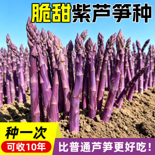 美国鹰牌绿芦笋种子种籽苗根紫色激情四季种植高产盆栽蔬菜种苗孑