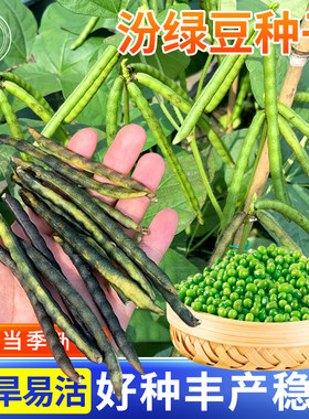 绿豆种子大粒高产早熟老品种农家大田自种五谷杂粮种籽蔬菜孑