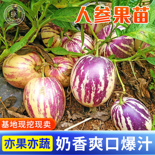 人参果树果苗人参树果苗人生果苗种子四季盆栽观赏带土苗孑秧苗