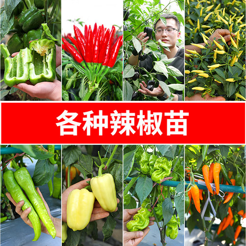 辣椒苗种子小米辣树苗朝天椒春季阳台盆栽蔬菜秧苗孑高产菜苗批发
