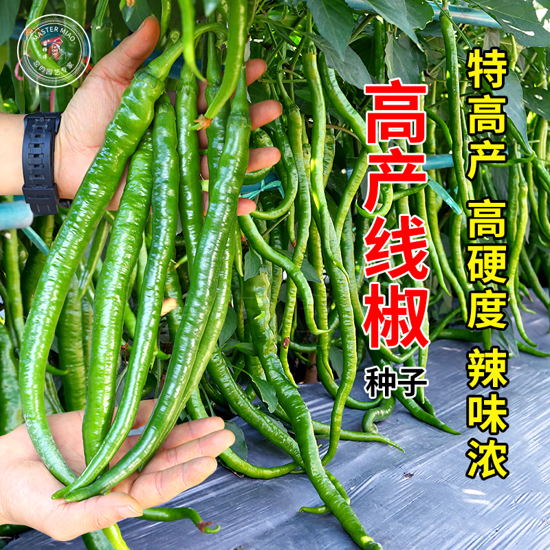超辣线椒早熟四季线椒种子