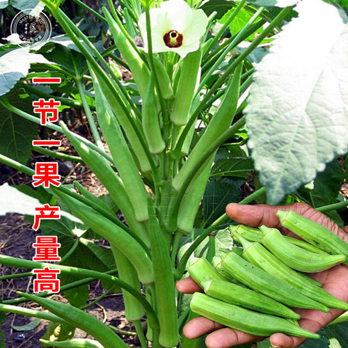 黄秋葵种子种籽水果红秋葵四季盆栽阳台苗秧蔬菜苗孑秧苗带土大苗