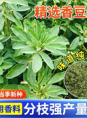 新采香豆种子籽香草苦豆粉香豆粉香豆子香苜蓿蒸花卷食用甘肃特产