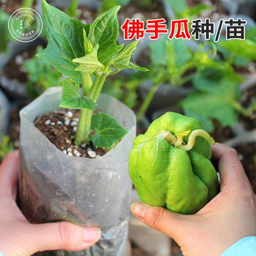 佛手瓜种苗发芽春季瓜苗秧苗带土