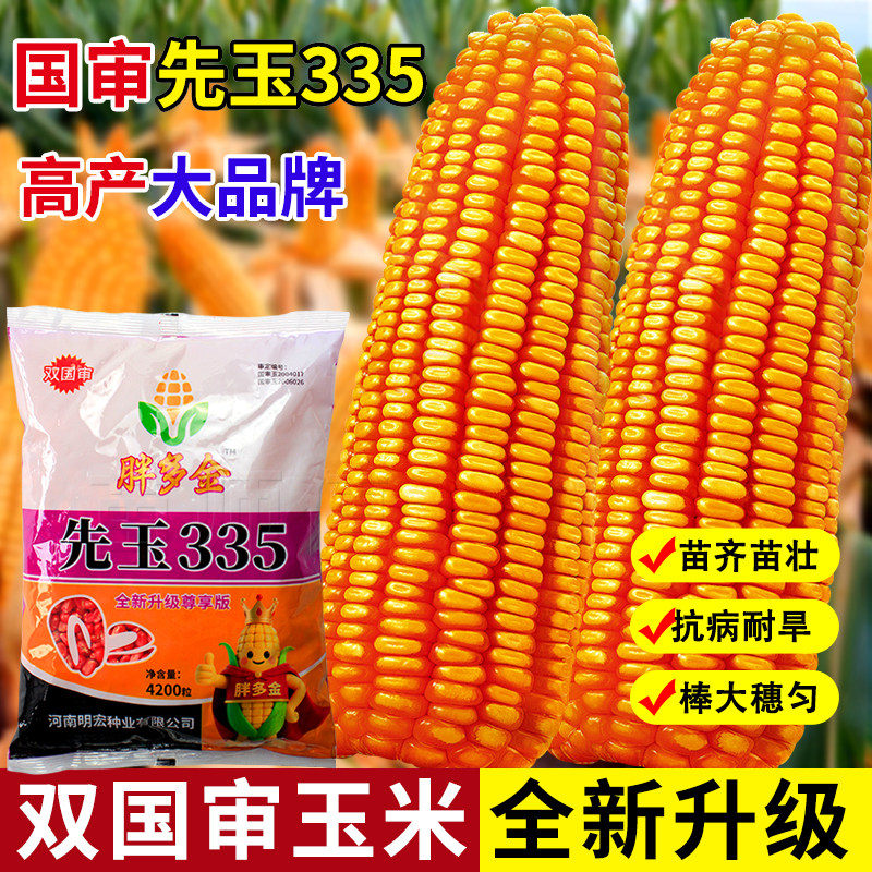 国审先玉335玉米种子红轴杂交矮杆高产抗病抗旱郑单958饲料苞米籽