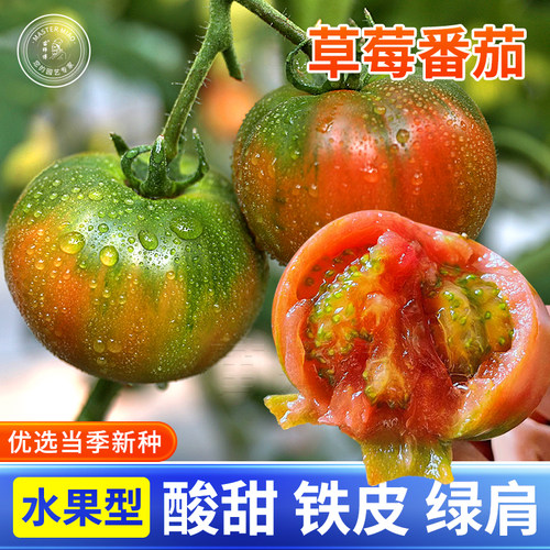 草莓水果铁皮蔬菜苗番茄种子春季