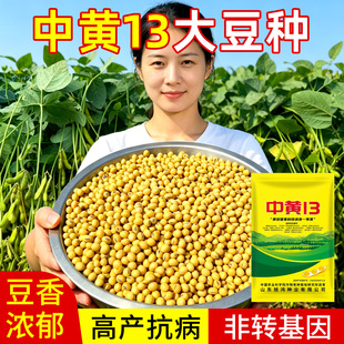 中黄13/37大豆黄豆种子籽孑大粒高产抗病国审基地大田非转基因种